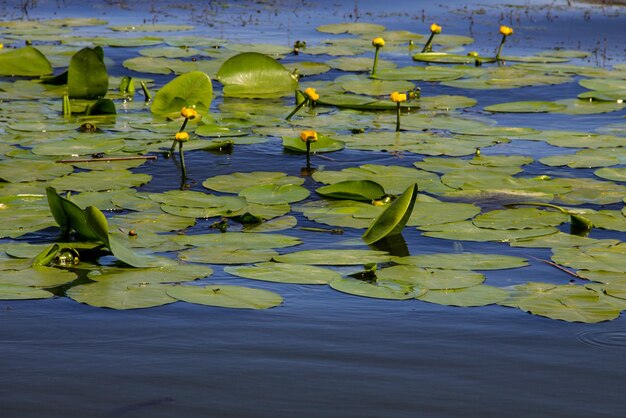 Flores de agua amarillas Nuphar Lutea