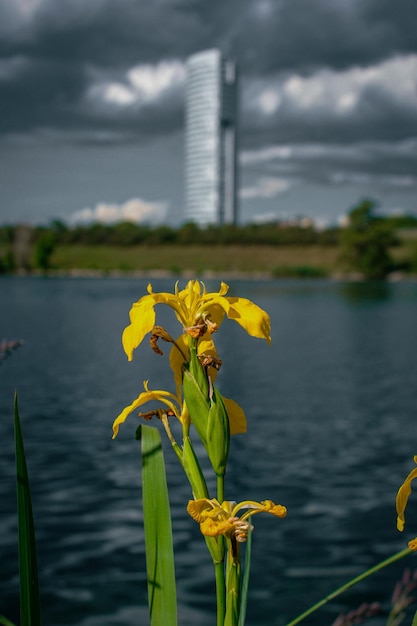 Flores en el agua