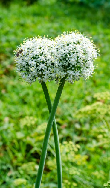 Flores de ajo de cerca