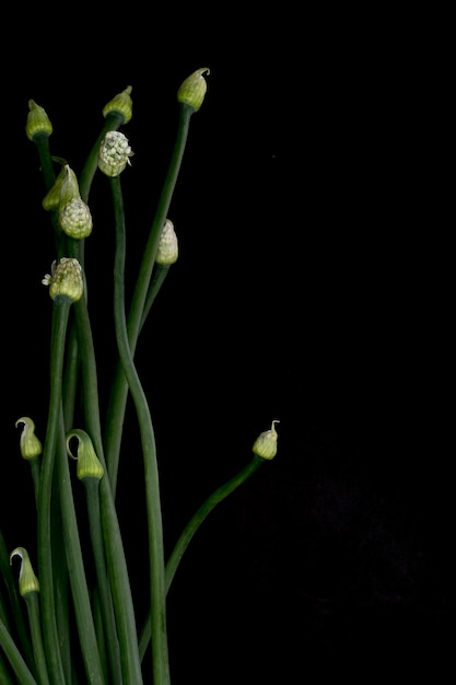 Flores de ajo chinas