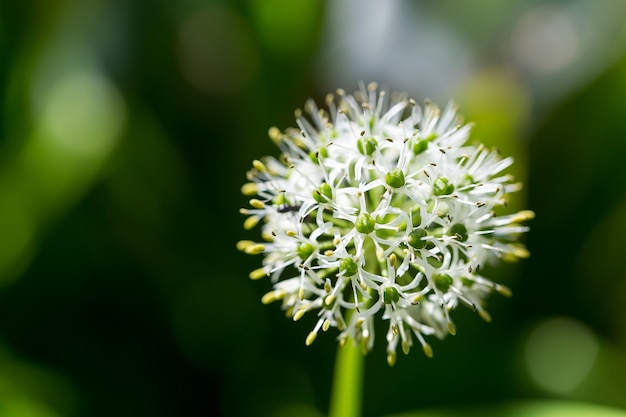 Flores al aire libre en la naturaleza