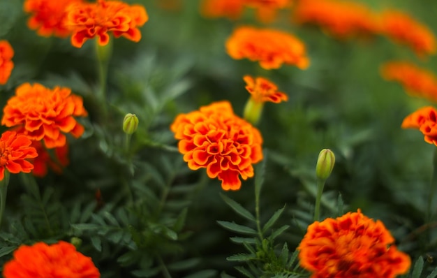 Las flores al aire libre en la soleada primavera simbolizan la belleza, el crecimiento, la renovación, la vitalidad, la alegría y la llegada o