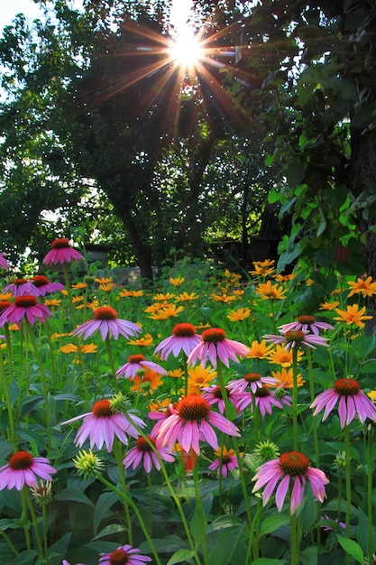 Flores al atardecer