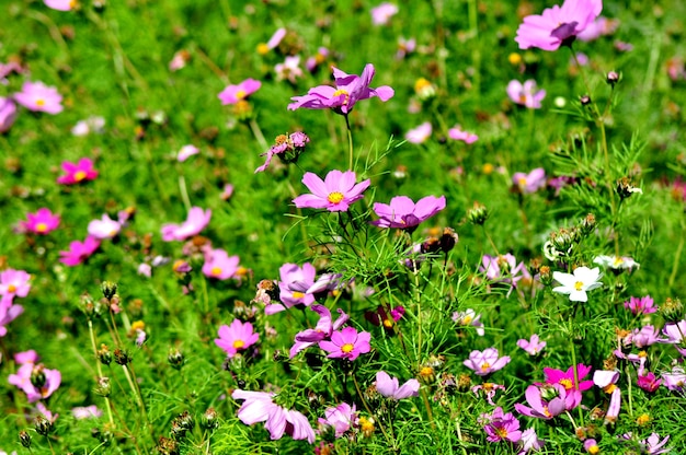 flores al sol