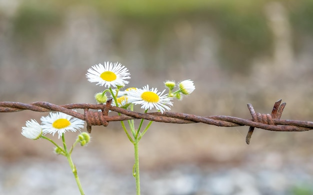 Foto flores y alambre de púas