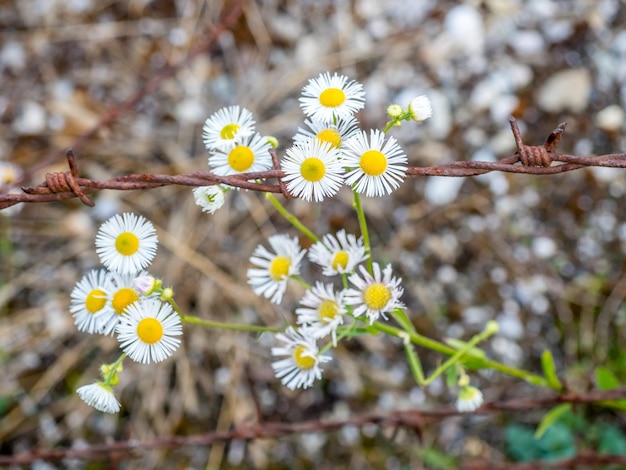 Flores y alambre de púas