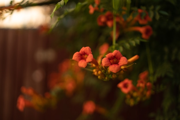 Flores alaranjadas brilhantes de Campsis flamenco serpenteando por cima da cerca na vegetação