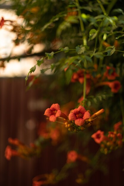 Flores alaranjadas brilhantes de Campsis flamenco serpenteando por cima da cerca na vegetação