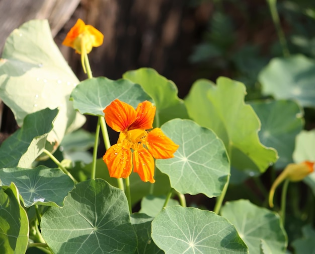 Flores alaranjadas de chagas no jardim de verão