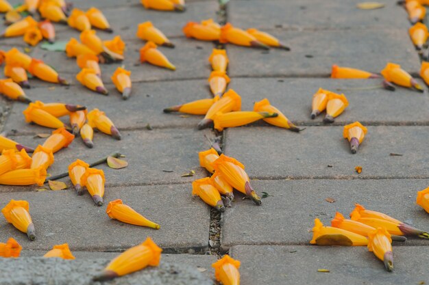 Flores alaranjadas do ignea de radermachera ou jasmim da árvore no jardim.