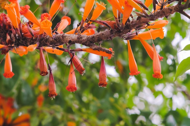 Flores alaranjadas do ignea de Radermachera ou jasmim da árvore no jardim.