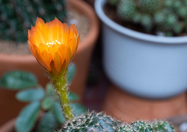 Flores alaranjadas no nome do mini cacto Lobivia pequeno pote Grupo de cactos em um pequeno pote Estufas