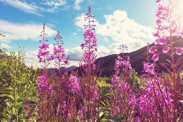 Flores en Alaska