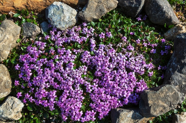 Flores en Alaska