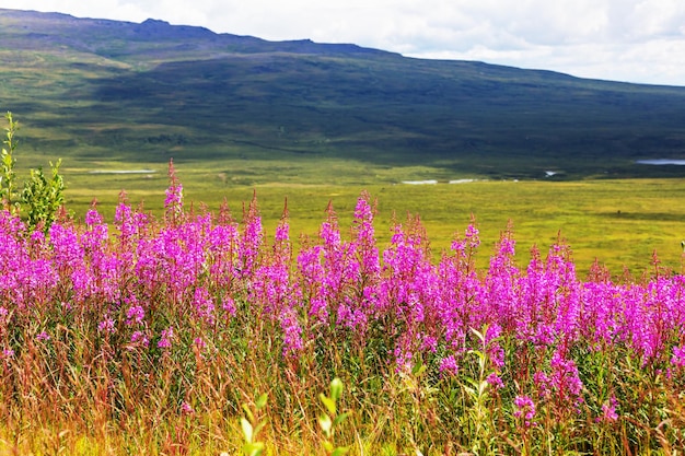 Flores en Alaska