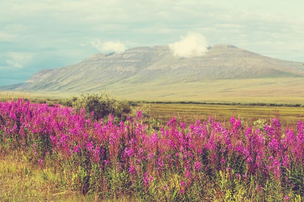 Flores en Alaska