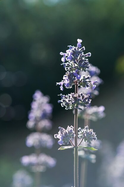 Foto flores de albahaca púrpura en condiciones naturales en la naturaleza