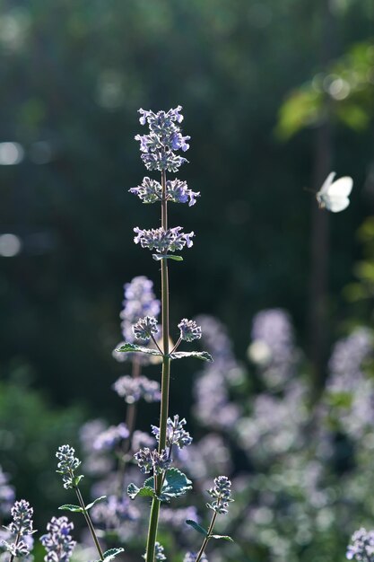 Foto flores de albahaca púrpura en flor con una mariposa en el fondo