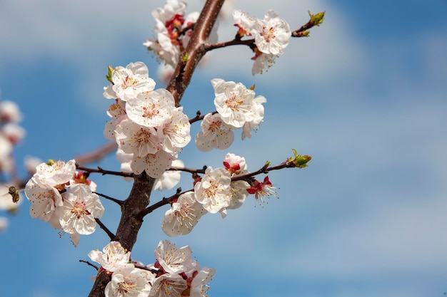 Flores de albaricoque con enfoque suave. Flores blancas de primavera en una rama de árbol. Albaricoquero en flor.