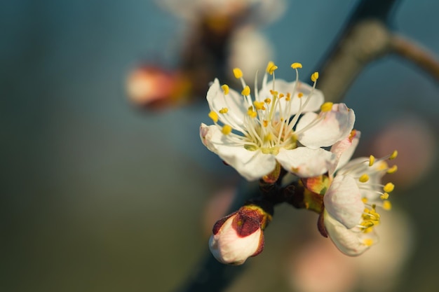 Flores de albaricoque en flor de cerca disparar abstracto en el día soleado