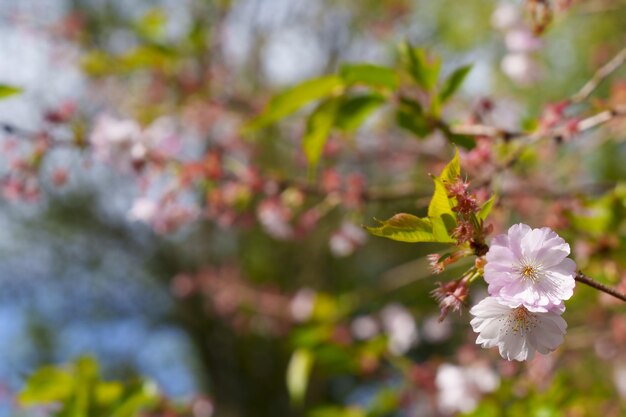 Foto las flores de albaricoque japonesas en primavera