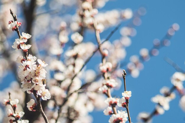 Flores de albaricoque con pétalos blancos y rojos Flores de albaricoque como sakura sobre fondo borroso Foto de nueva vida Foto para el Día de la Tierra el 22 de abril