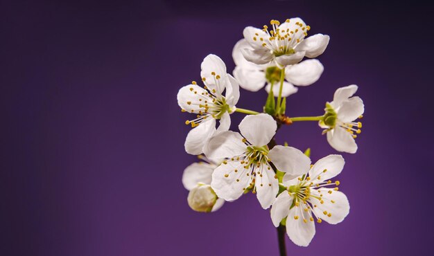 Las flores de albaricoque de primavera en las ramas del árbol contra el fondo púrpura muy peri florecimiento de fondo floral natural