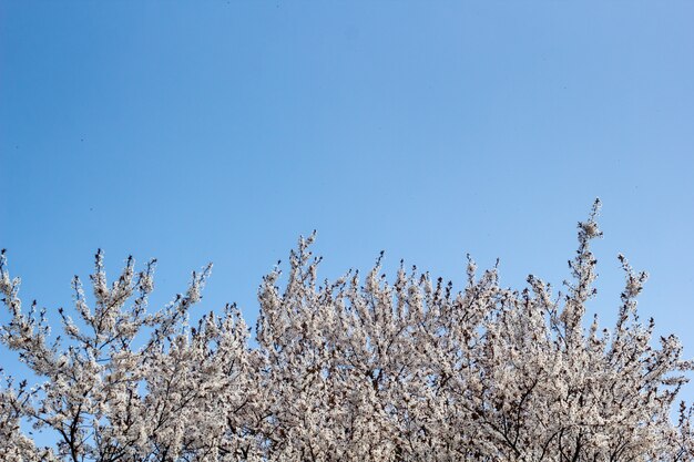 Flores de albaricoque de primavera sobre cielo azul