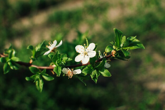 Flores de albaricoquero con enfoque suave. Flores blancas de primavera en una rama de árbol. Albaricoquero en flor. Primavera, estaciones, flores blancas de un primer plano de albaricoquero.