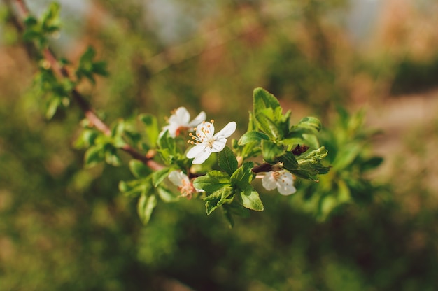 Flores de albaricoquero con enfoque suave. Flores blancas de primavera en una rama de árbol.