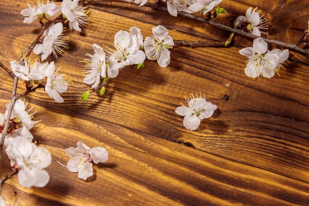 Flores de albaricoquero sobre fondo de madera