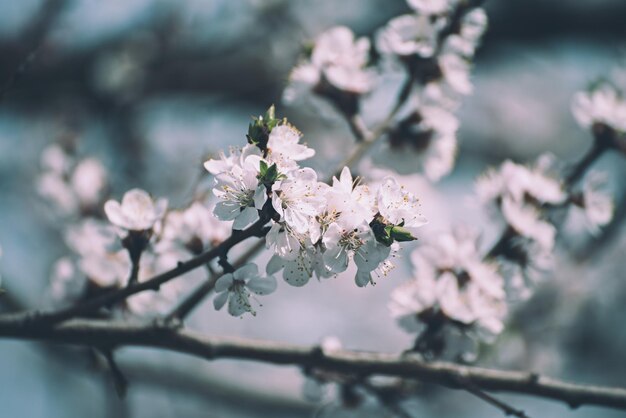 Flores de albaricoquero