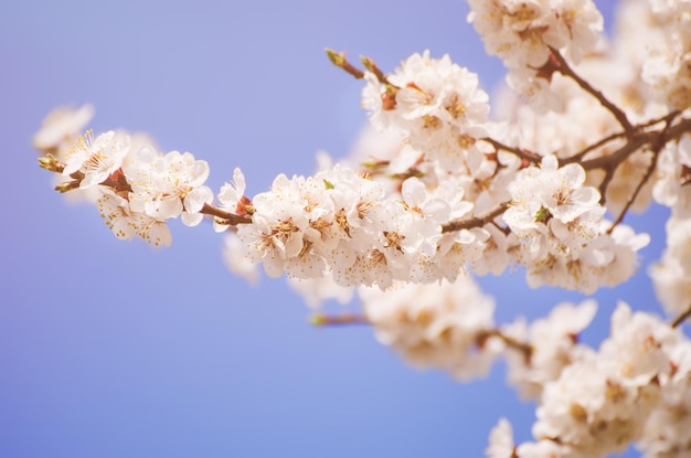 Flores de albaricoquero