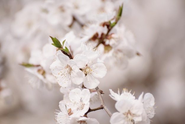 Flores de albaricoquero