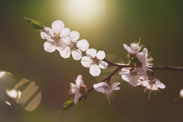 Flores de albaricoquero