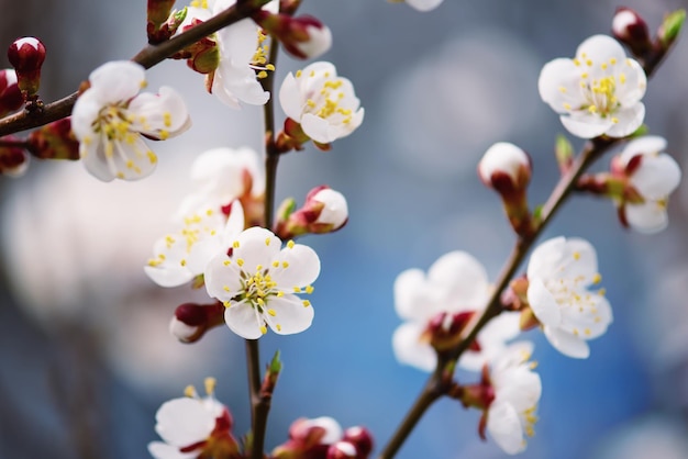 Flores de albaricoquero