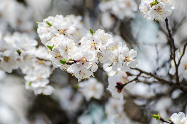 Flores de albaricoquero