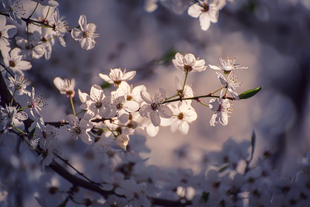 Flores de albaricoquero