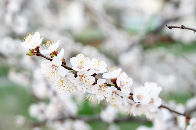 Flores de albaricoquero