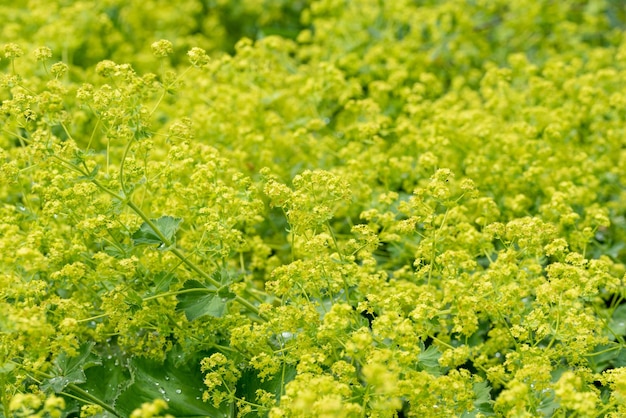 las flores de Alchemilla mollis - manto de dama de jardín, manto de dama