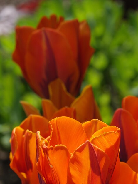 Flores en alemán