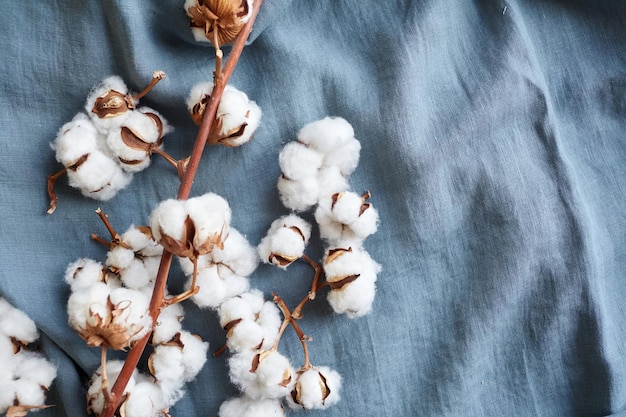 Flores de algodón blanco en la vista superior de tela azul turquesa