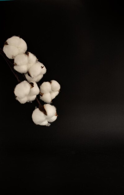 Foto flores de algodón contra un fondo negro