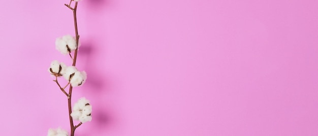 Flores de algodón natural. Ramas de flores de bolas de algodón blanco natural suave y delicado real delicado y fondo rosa. Composición de flores. estilo minimalista de japón. material de algodón natural para ropa.
