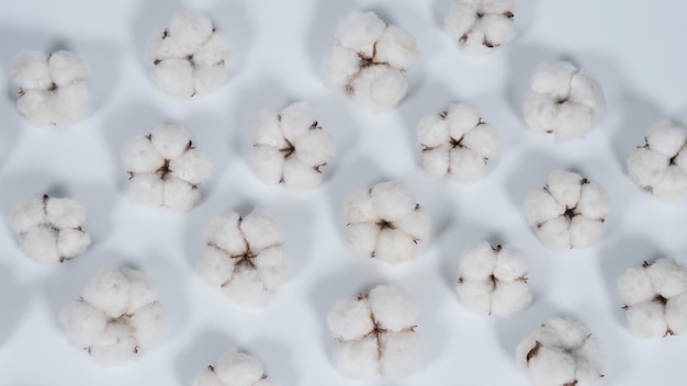 Foto flores de algodón orgánico de color blanco real en foto de estudio importada de holanda que representan na