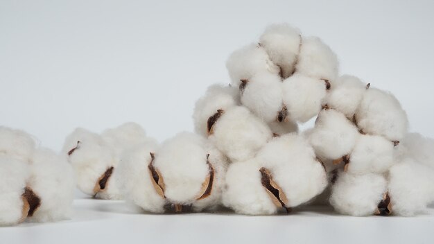Flores de algodón orgánico de color blanco real en foto de estudio importada de Holanda que representan na