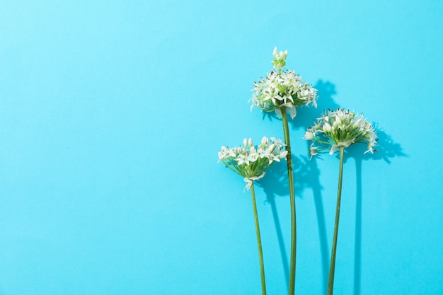 Flores de allium blanco en mesa azul