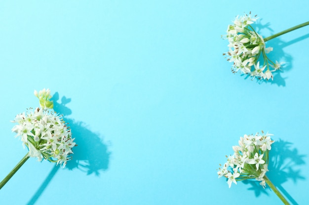 Flores de allium blanco en mesa azul