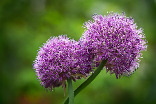 Flores de allium púrpura con gotas de agua que crecen en un jardín.