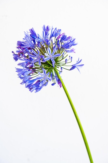 LAS FLORES DE ALLIUM TRAEN EL PODER DE LAS ESTRELLAS AL JARDÍN sobre un fondo blanco